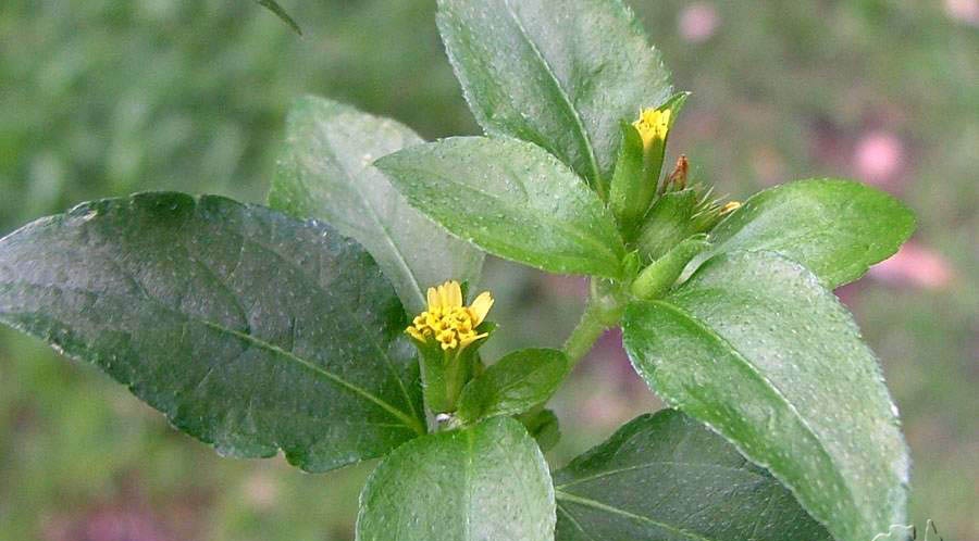 Synedrella nodiflora